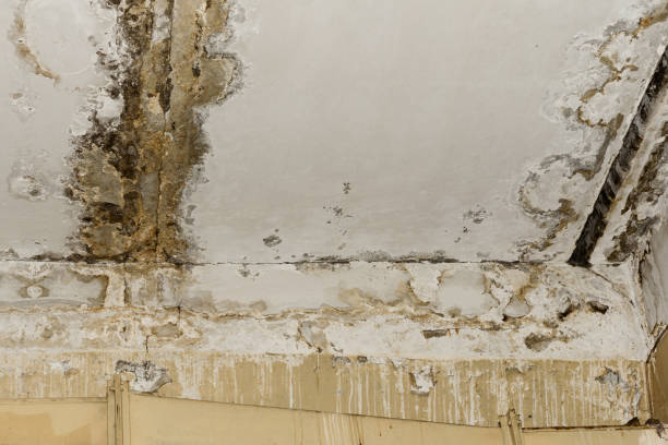 Best Attic Mold Removal  in Arroyo Grande, CA