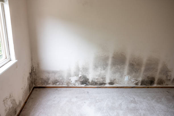 Best Forensic Mold Investigation  in Arroyo Grande, CA